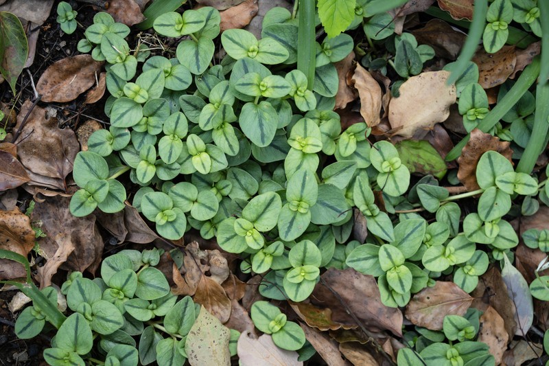 Lysimachia patungensis photo 3
