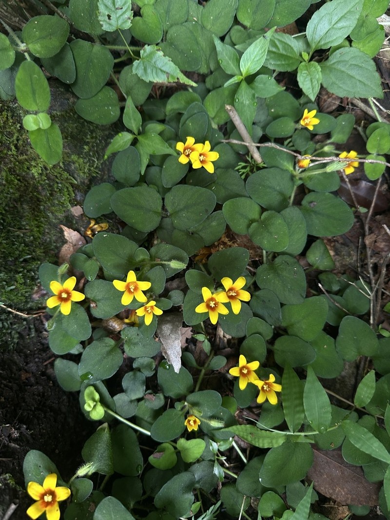 Lysimachia patungensis photo 4