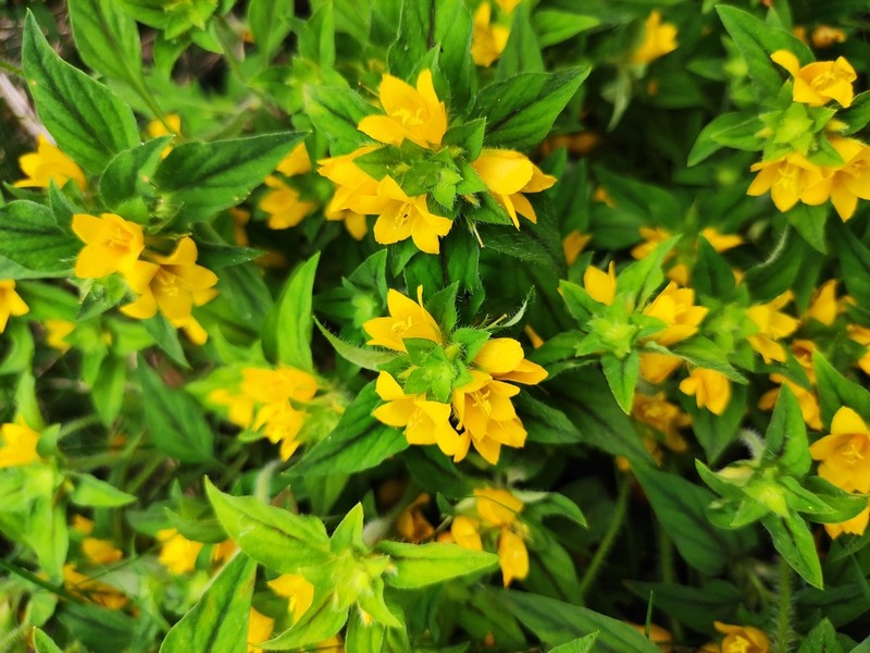 Lysimachia patungensis photo 5