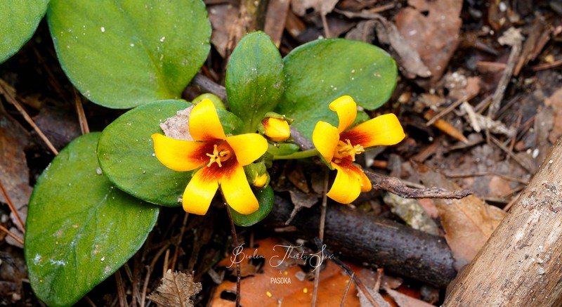 Lysimachia patungensis photo 6