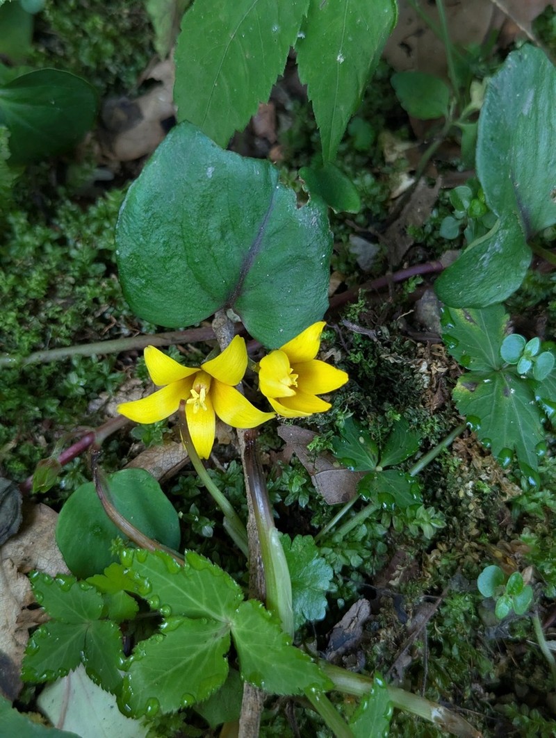 Lysimachia patungensis photo 7