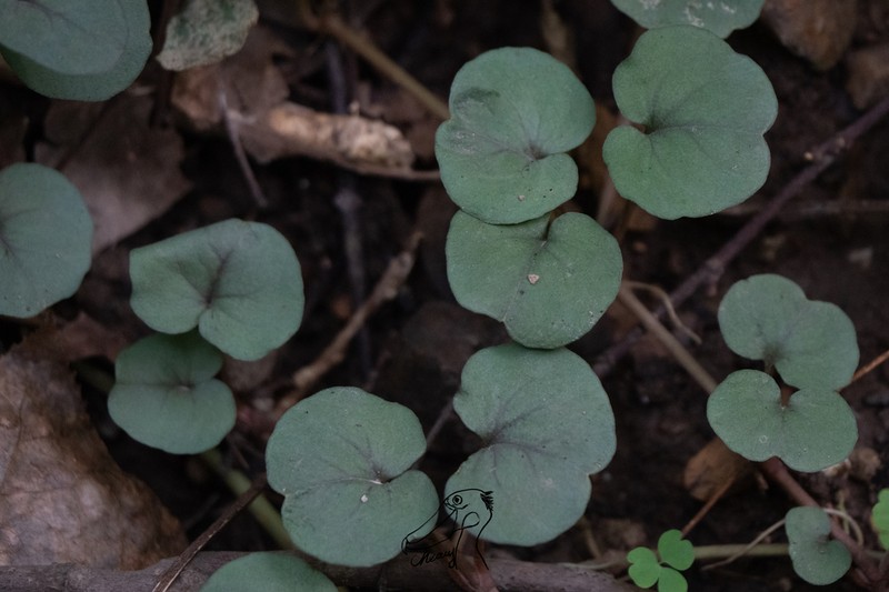 Lysimachia patungensis photo 8