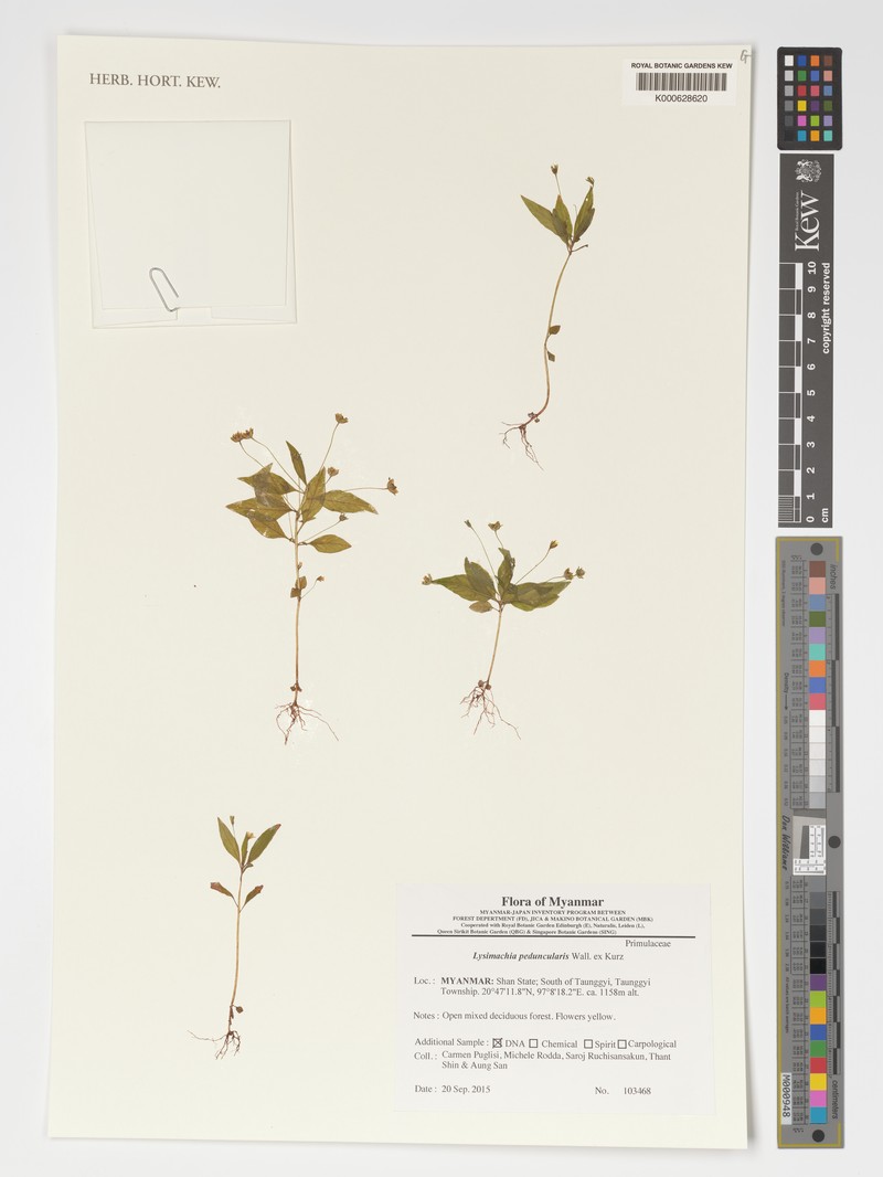 Lysimachia peduncularis