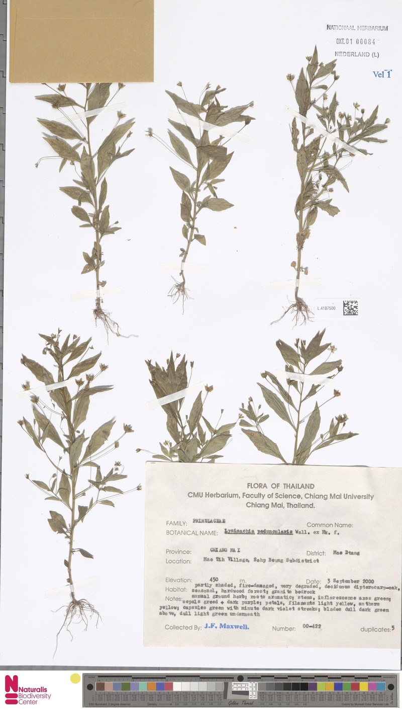 Lysimachia peduncularis photo 3