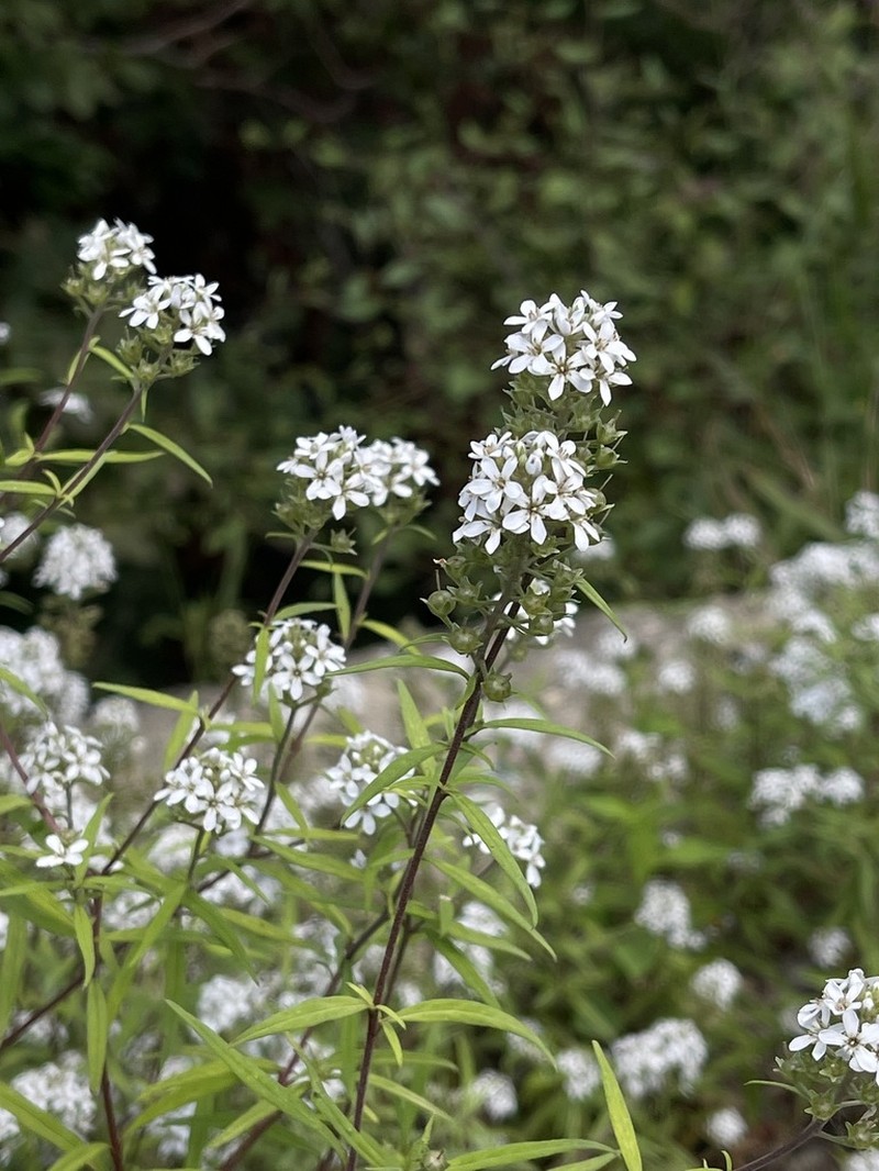 Lysimachia pentapetala