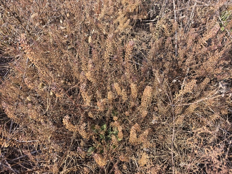 Lysimachia pentapetala photo 2