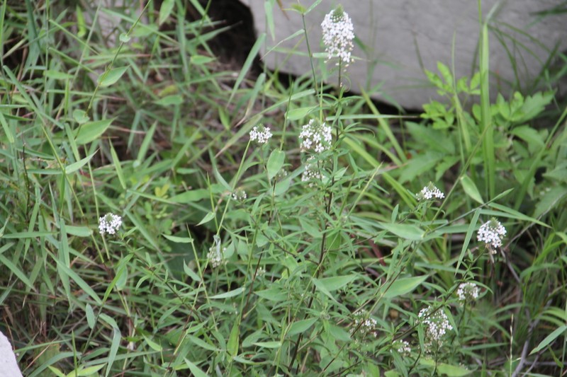 Lysimachia pentapetala photo 3