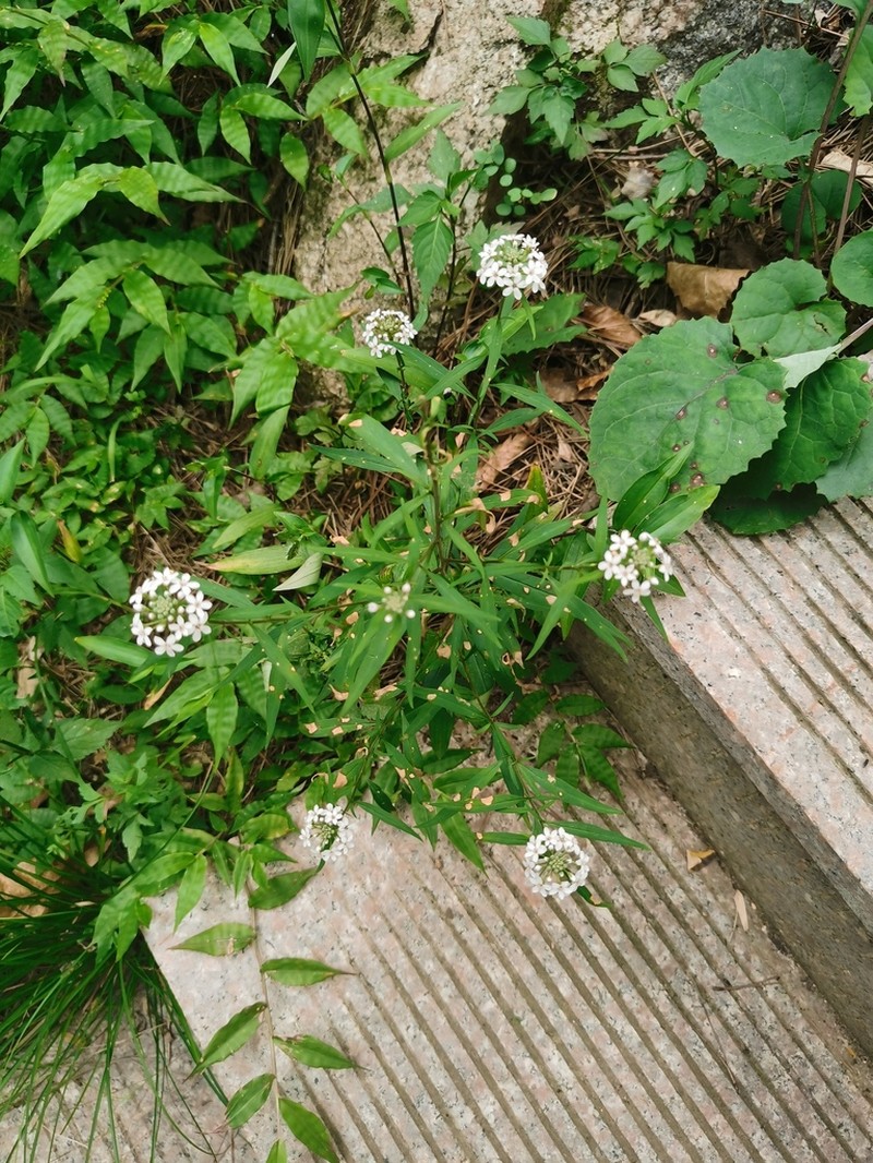 Lysimachia pentapetala photo 5