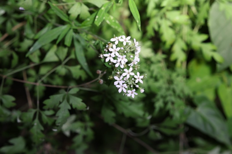 Lysimachia pentapetala photo 6