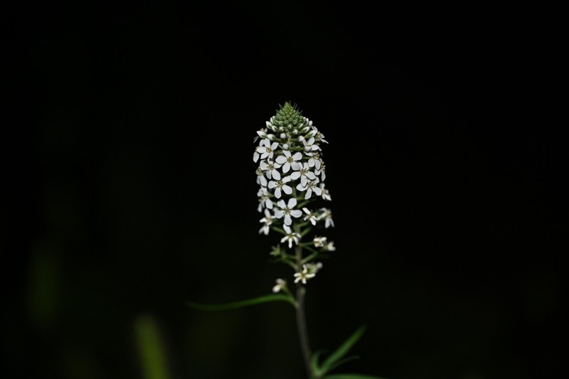 Lysimachia pentapetala photo 7