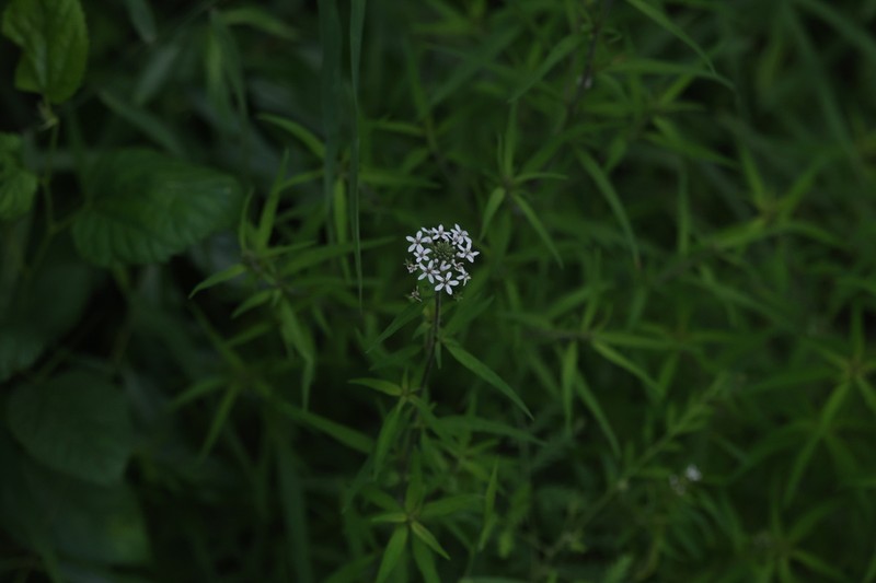 Lysimachia pentapetala photo 8