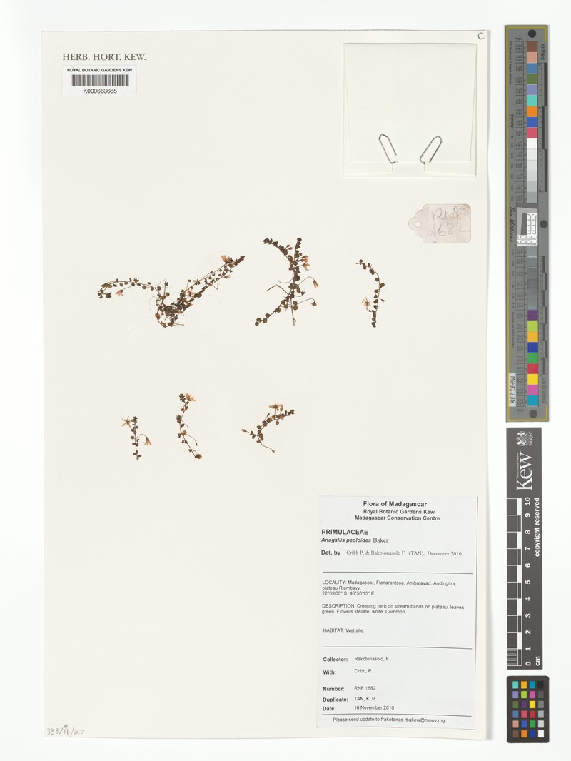 Lysimachia peploides