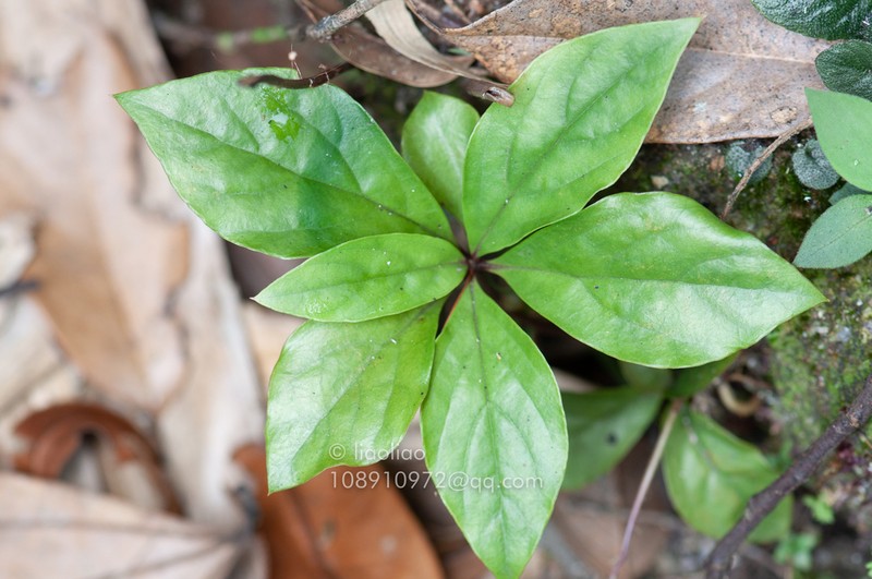 Lysimachia petelotii