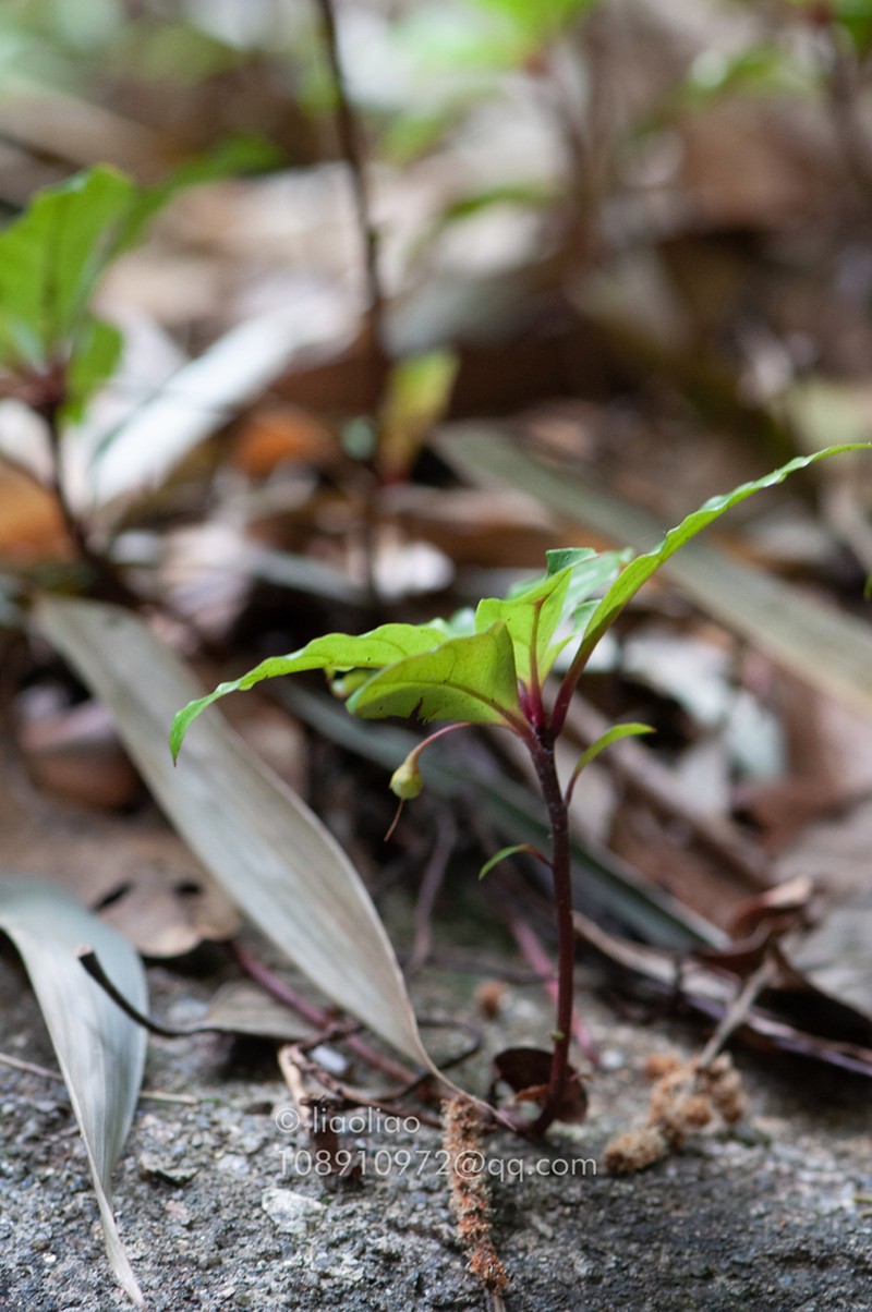 Lysimachia petelotii photo 2