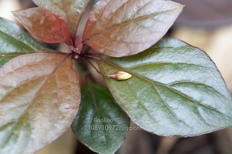 Lysimachia petelotii photo 3