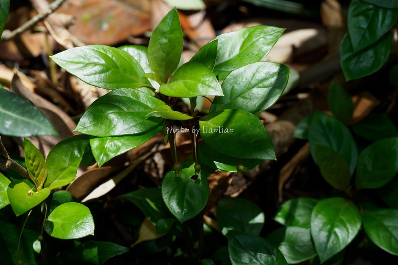 Lysimachia petelotii photo 4