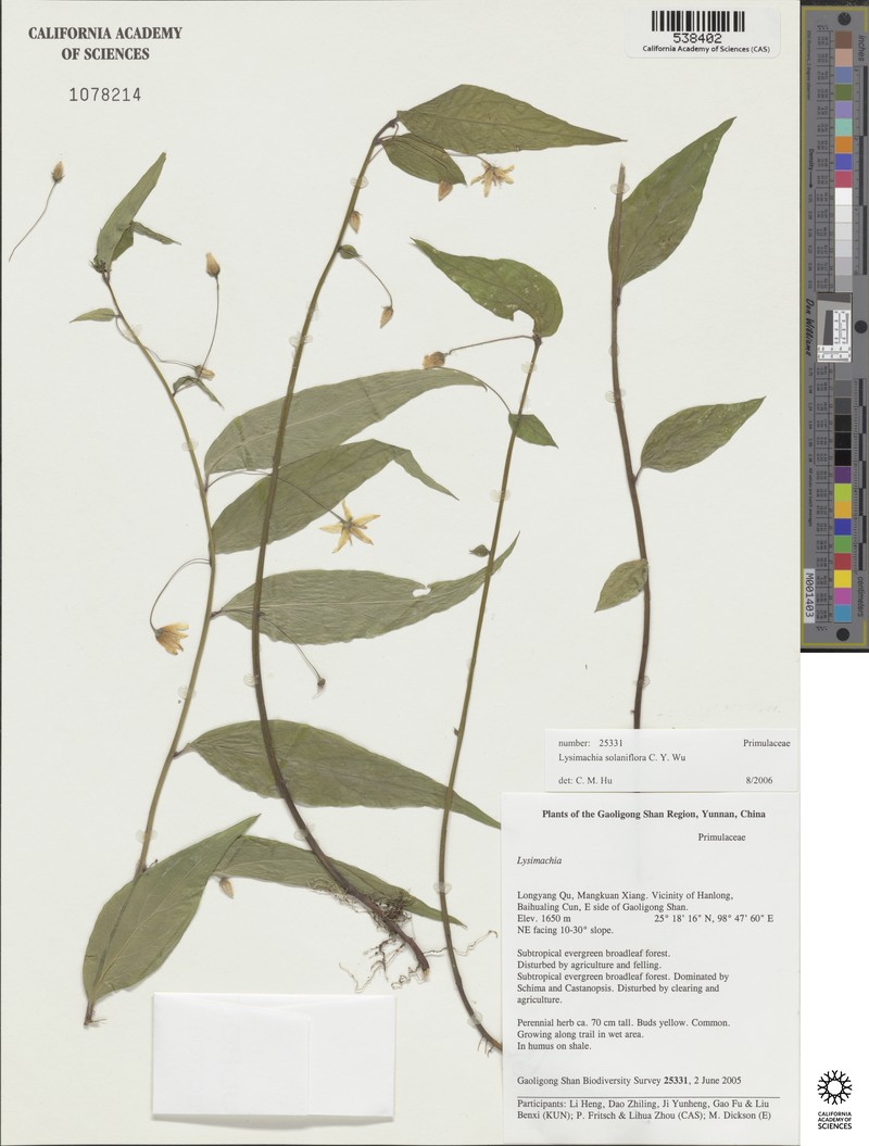 Lysimachia petelotii photo 5