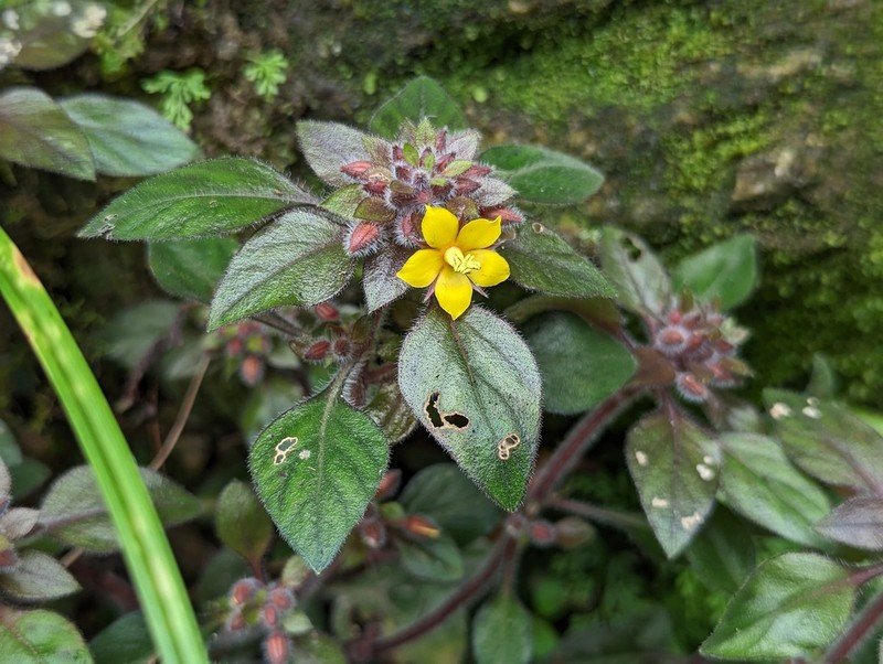 Lysimachia phyllocephala