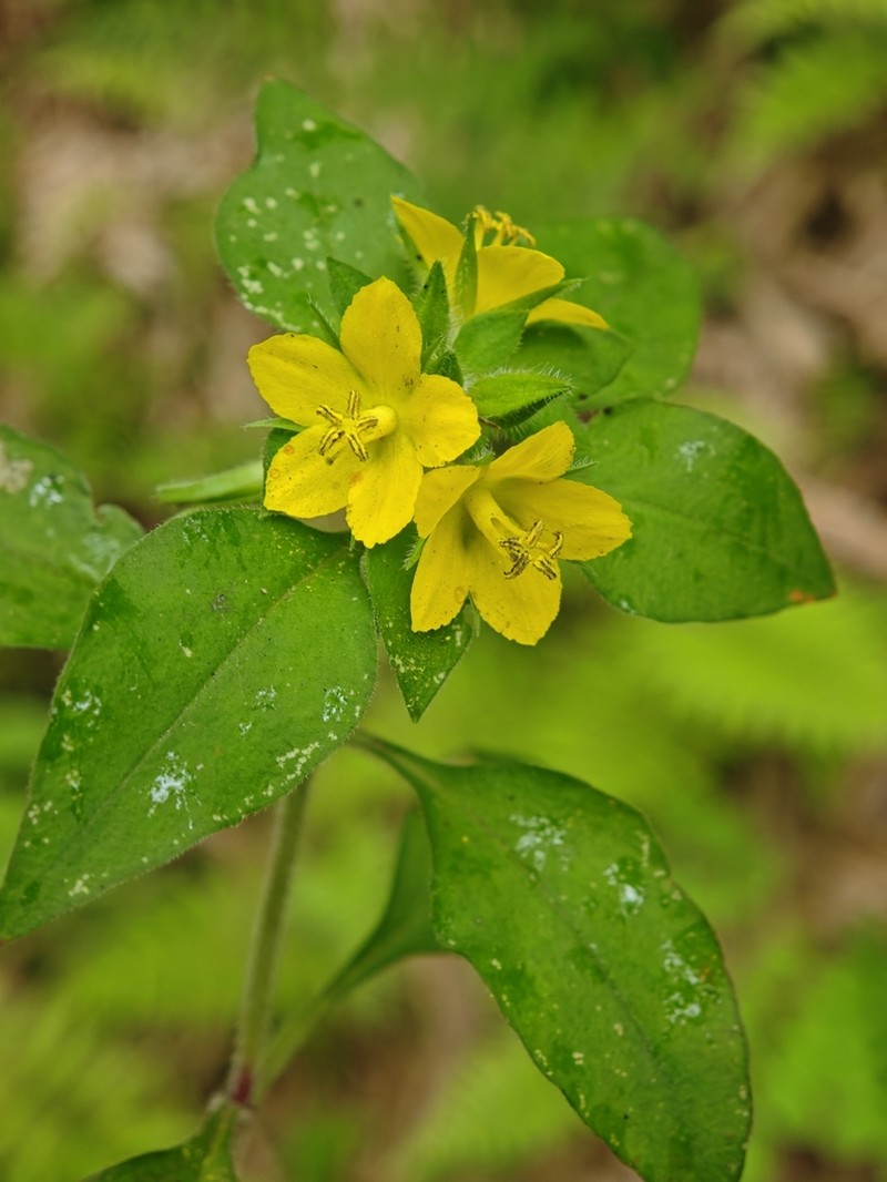 Lysimachia phyllocephala photo 2
