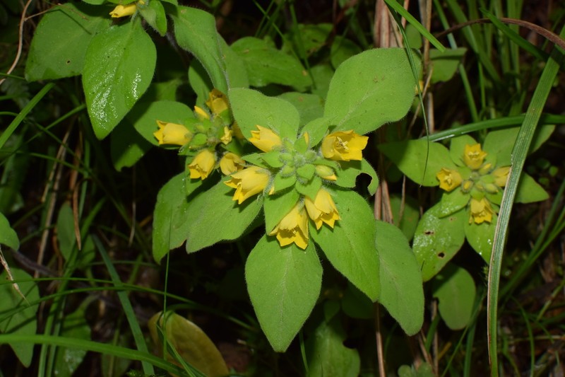 Lysimachia phyllocephala photo 3