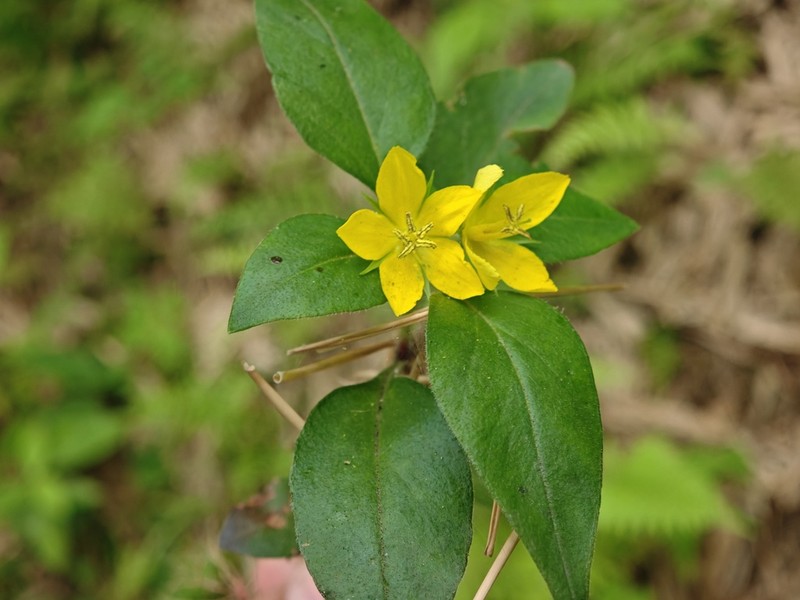 Lysimachia phyllocephala photo 4