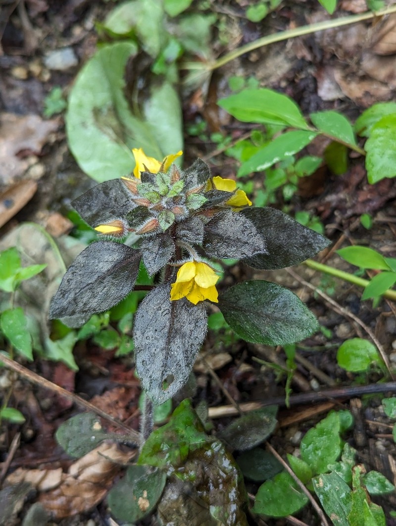 Lysimachia phyllocephala photo 5