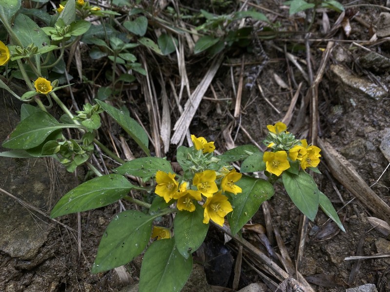 Lysimachia phyllocephala photo 6