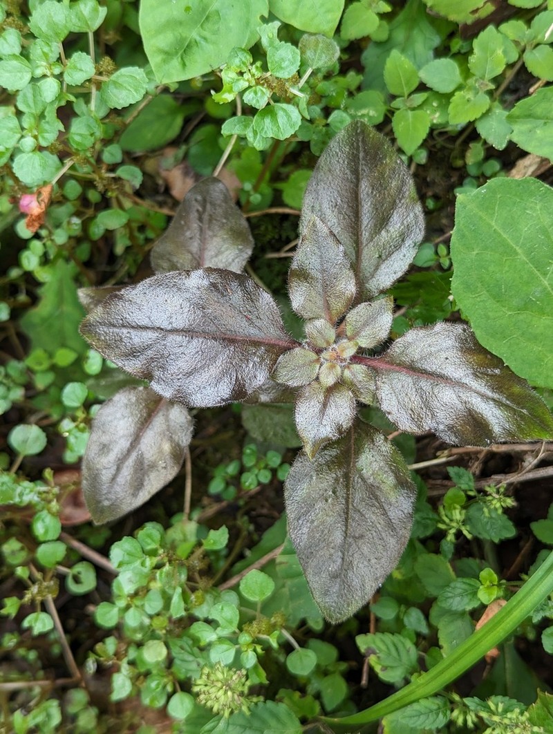 Lysimachia phyllocephala photo 7