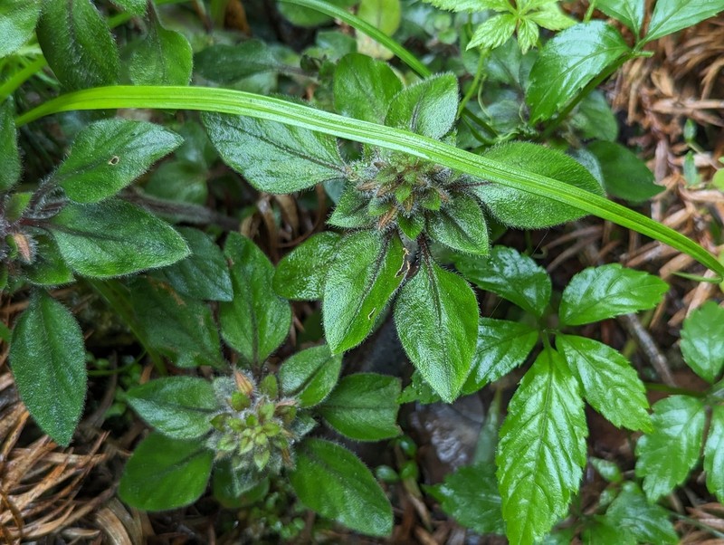 Lysimachia phyllocephala photo 8