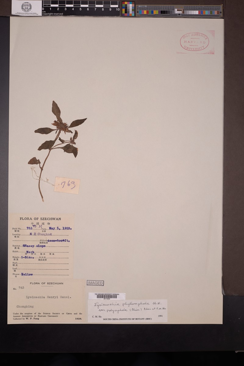 Lysimachia phyllocephala var. polycephala