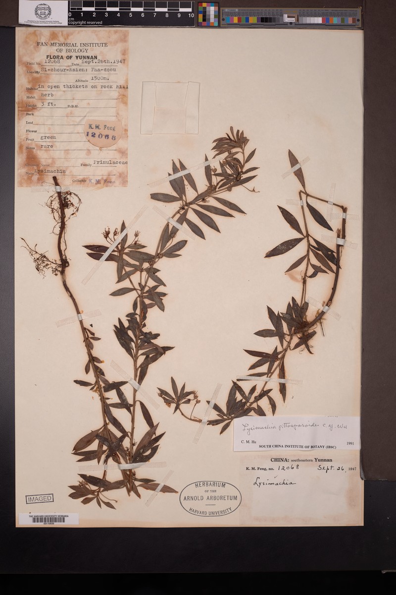 Lysimachia pittosporoides