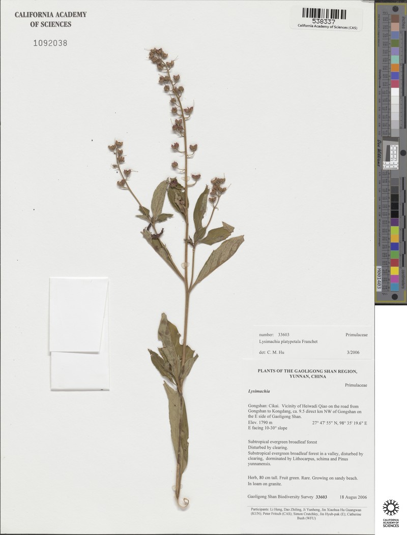 Lysimachia platypetala