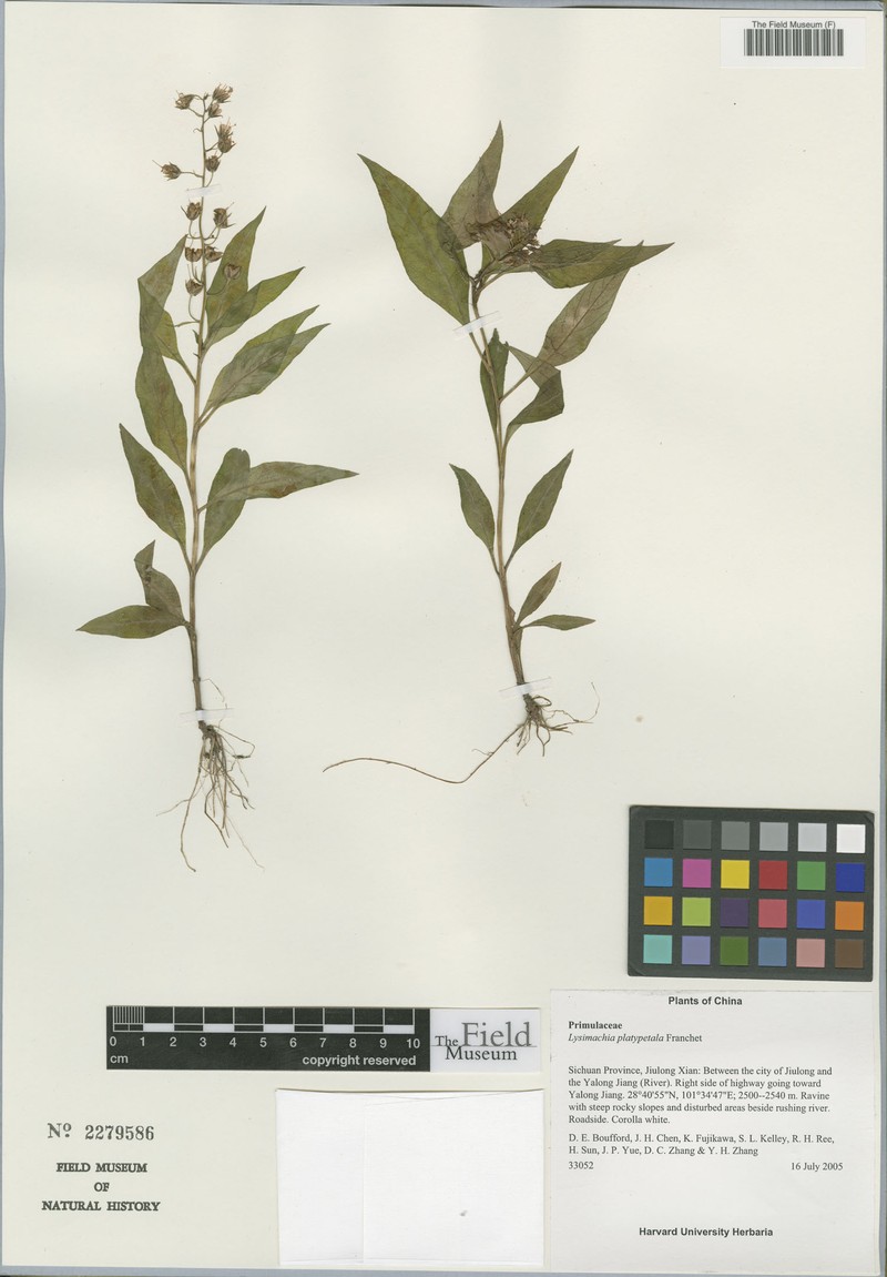 Lysimachia platypetala photo 2