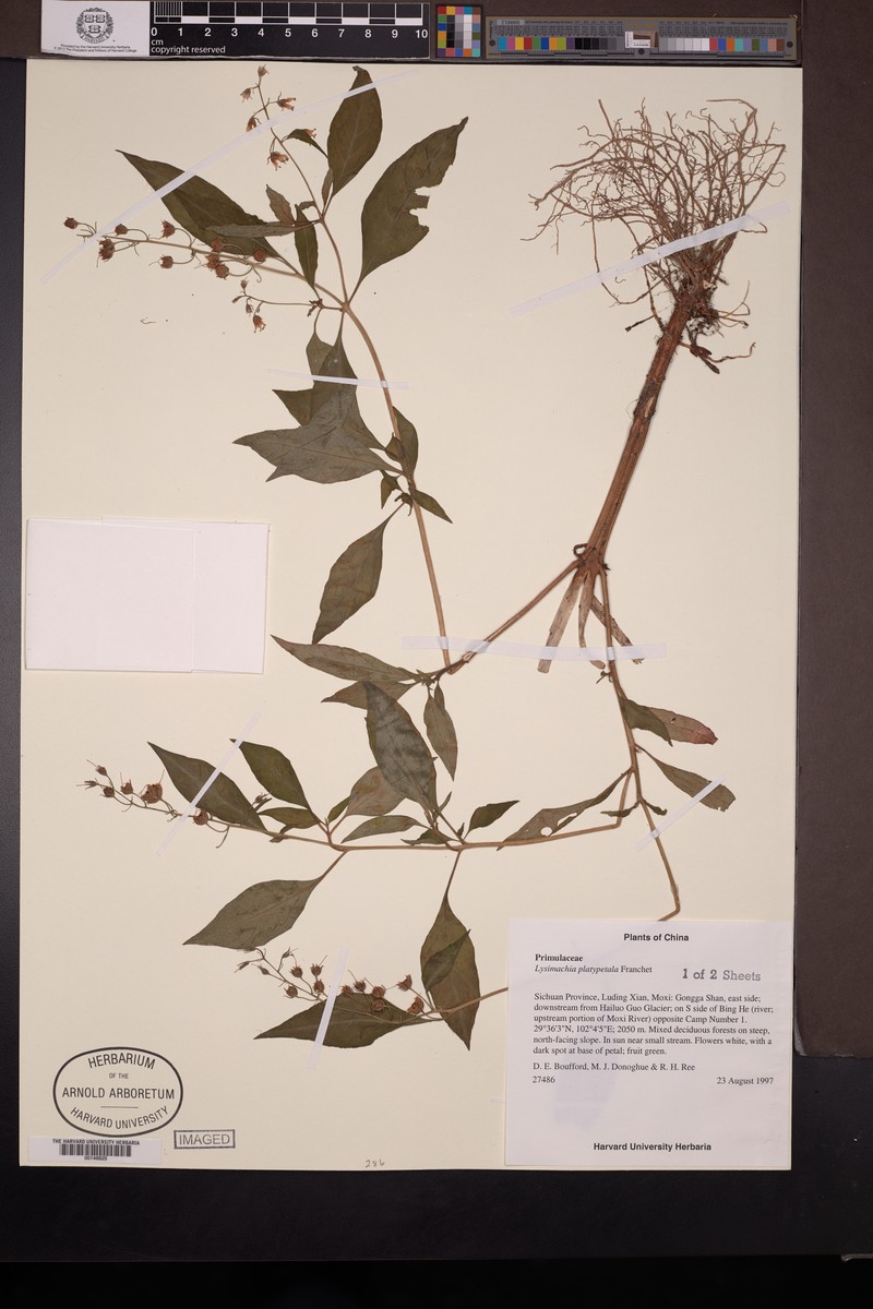 Lysimachia platypetala photo 3