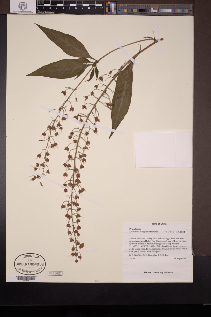 Lysimachia platypetala photo 4