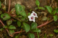 Lysimachia prolifera