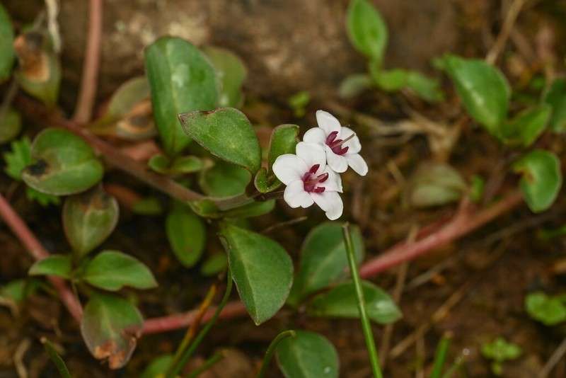Lysimachia prolifera