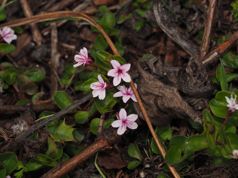 Lysimachia prolifera photo 2