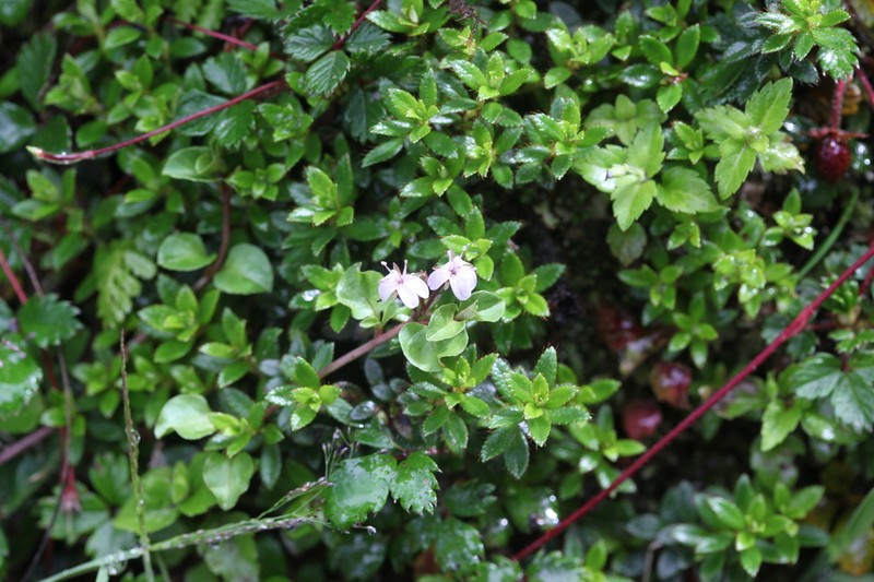 Lysimachia prolifera photo 5