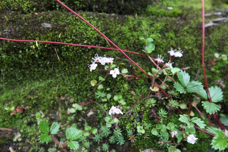 Lysimachia prolifera photo 6