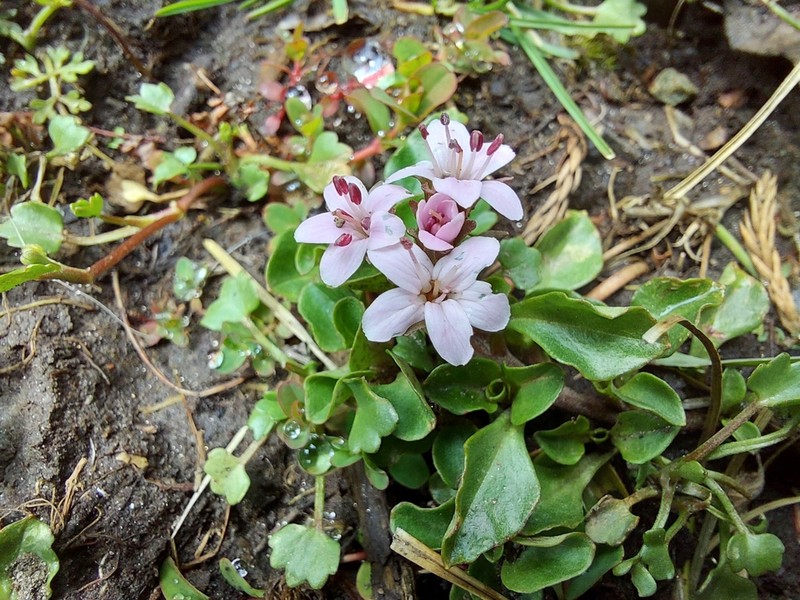 Lysimachia prolifera photo 7