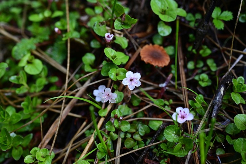 Lysimachia prolifera photo 8