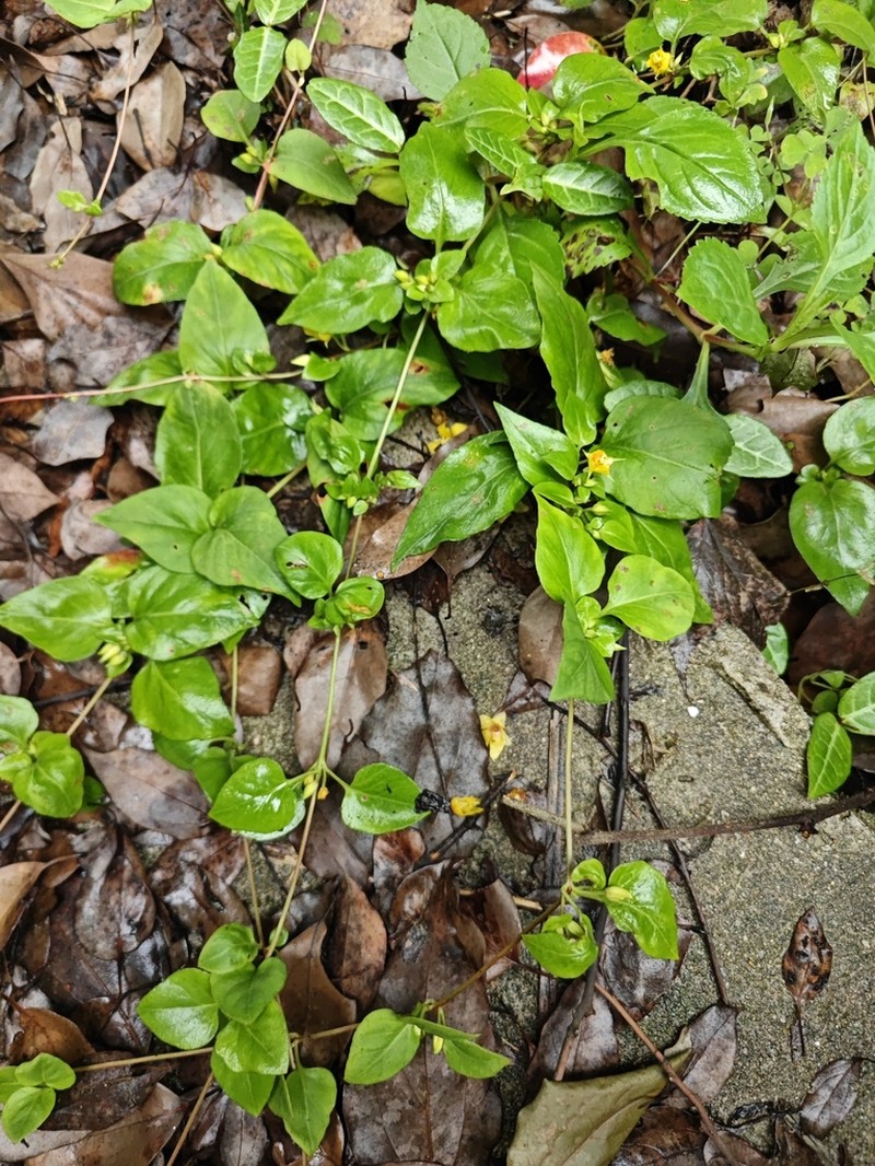 Lysimachia pseudohenryi