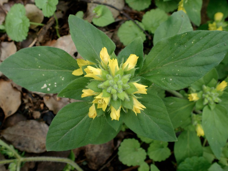 Lysimachia pseudohenryi photo 2
