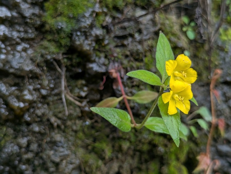 Lysimachia pseudohenryi photo 3