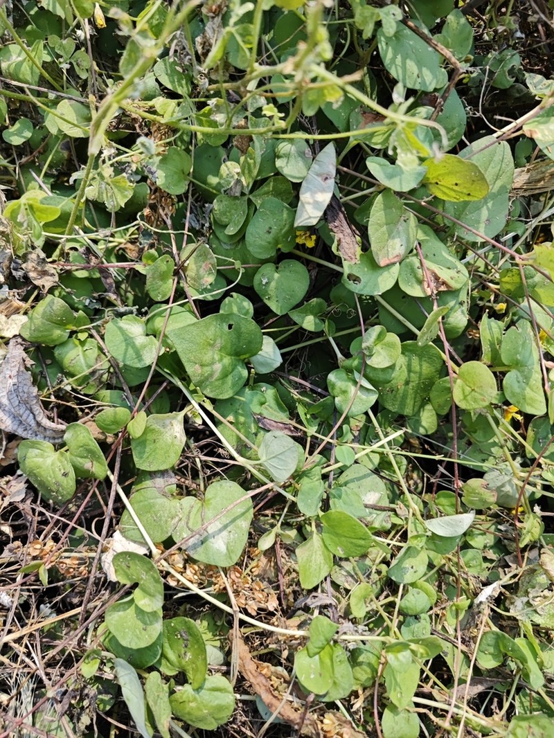 Lysimachia pseudohenryi photo 4