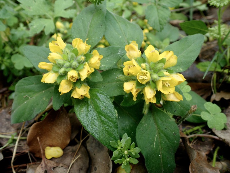Lysimachia pseudohenryi photo 5