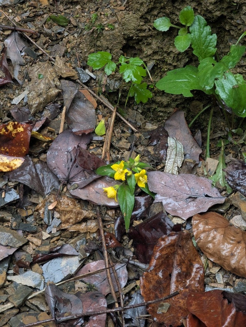 Lysimachia pseudohenryi photo 6