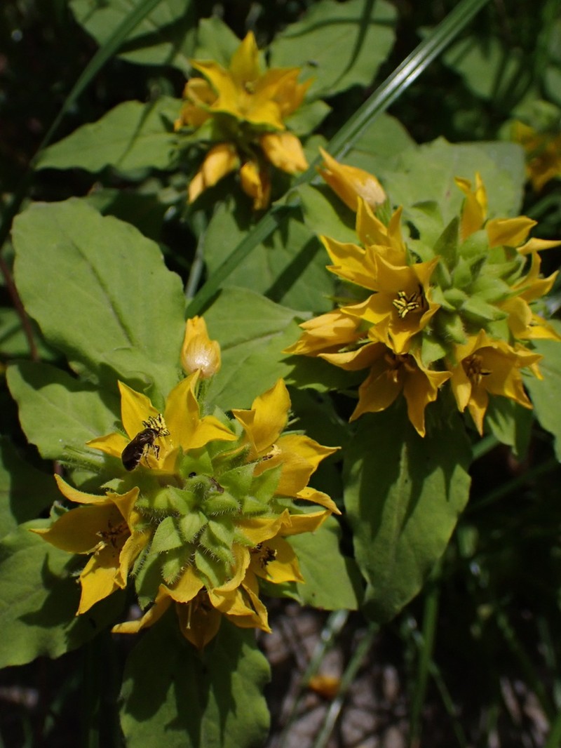 Lysimachia pseudohenryi photo 7