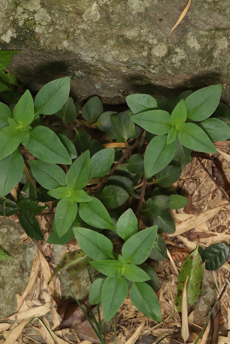 Lysimachia pseudohenryi photo 8